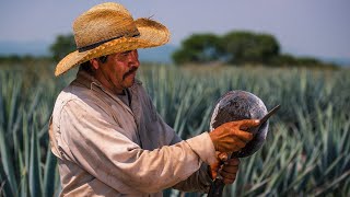 Making tequila Jimador Harvesting a blue agave plant in mexico with some narration agave harvest [upl. by Rochkind]