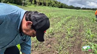 Tecnologías para el Control de Plagas en el Cultivo de Maíz CulturAgroTV INTA [upl. by Glad650]