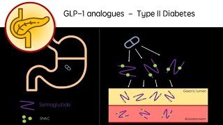 GLP1 receptor agonists  Type 2 diabetes treatments revision video  exenatide liraglutide etc [upl. by Herold]