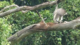 灰头鱼雕 Greyheaded Fish EagleSungei Ulu PandanUlu Pandan Park Connector23july2024 Singapore 906am [upl. by Mikael]