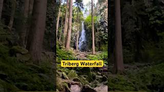 Triberg Waterfall shorts triberg nature travel [upl. by Yeslek]