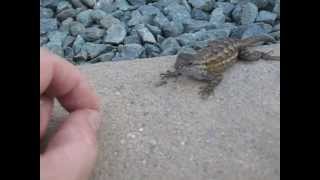 Feeding Wild Lizards 1 [upl. by Sieber]