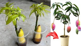 Good propagation method using banana and coca as stimulants to make mango trees germinate quickly [upl. by Oiluarb686]