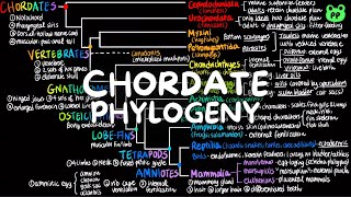 Chordate Phylogeny  Evolution amp Phylogeny 08  Biology  PP Notes  Campbell 8E Ch 43 [upl. by Isleen]