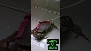 LABOY PA MORE 🤣 crabs strolling hidingplace funnyvideo [upl. by Magnusson240]