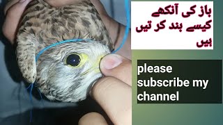 How to sewe falcon eagle and shikra eyesgolden eagle atteckpakistan falconry [upl. by Airel]