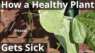 How a Healthy Plant Gets Sick [upl. by Reeves]