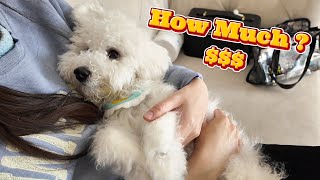 Grooming Costs of a Bichon Frise 😲 Budget Options amp DIY [upl. by Lime]