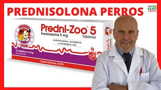 🟢 PREDNISONA O PREDNISOLONA Corticoides para que es en PERROS 🟢 Tratamiento de Alergias en Perros [upl. by Heyde504]