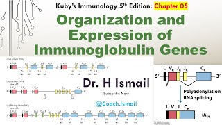 Organization amp Expression of Immunoglobulin Genes  Antibody Diversity  Immunology Tutorial [upl. by Leopoldine]