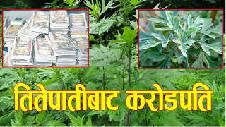 कसरी गर्ने तितेपाती खेती  बजार कस्तो छ  Titepati in Nepal [upl. by Adnav]