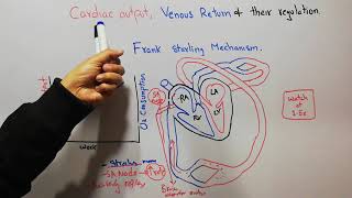 CVS 166  what is Frank Starling law cardiac output amp venous return regulations Bainbridge reflex [upl. by Eiromem]