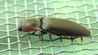 Click Beetle Elateridae Agriotes fucosus Closeup [upl. by Adonis697]