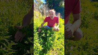 Nettle leaf goosefoot chenopodiastru m murale herbs foraging nativeplants adventure explore [upl. by Verine]