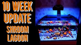 Shroom Lagoon 10 week update Shallow reef tank nano reef tank  Aquariums4life AIO600 [upl. by Redla]