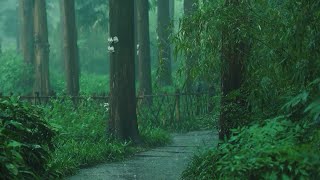 Listen to the rain on the forest path relax reduce anxiety and sleep deeply [upl. by Niotna24]