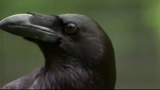 The Raven Stealing Spying and Bluffing  Extraordinary Animals  BBC Earth [upl. by Hareema463]