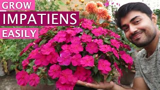 Impatiens Flower  Impatiens Plant Care  Grow Impatiens Easily  Shade Loving Flower [upl. by Redla610]