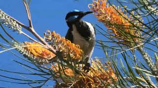 Bluefaced Honeyeater 76 [upl. by Rehpotirhc]