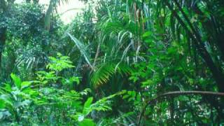 Tropical Rainforest  Sounds of Nature ASMR [upl. by Acinimod]