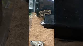 MOJAVE RATTLESNAKE FEEDING TIME reptiles rattlesnakes venomous wildlife [upl. by Nahgam]