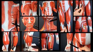 Overview of all the SUPERFICIAL and DEEP muscles of the body [upl. by Sinnylg998]