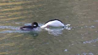 Bufflehead amp mate filmed with Panasonic fz300 [upl. by Gladdie]