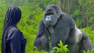 I went Gorilla Trekking in Uganda  World’s Best Wildlife Encounter [upl. by Enrak144]