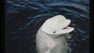 Beluga whale just wants to play [upl. by Dnomyar]