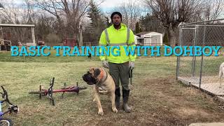 Boerboel DohBoy’s basic training [upl. by Enialehs686]