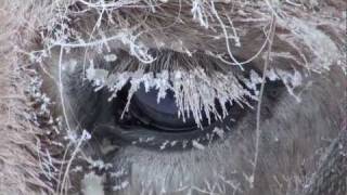 Yakutian Horses Who Never Freeze in Siberia Russia Якутские лошади в Якутии [upl. by Claiborne230]