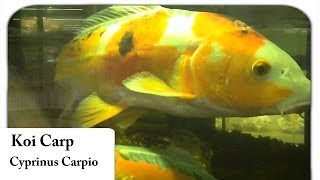 HD Koi  Cyprinus Carpio [upl. by Fendig189]