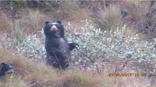 Osos en el páramo de Papallacta  Ecuador [upl. by Sylvester]