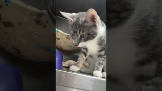 Video of adoptable pet named Cattywampus [upl. by Oriana]