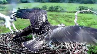 27 Aug evening  0H1 got another flounder after a mystery wait  ©Bywyd Gwyllt Glaslyn Wildlife [upl. by Yodlem741]