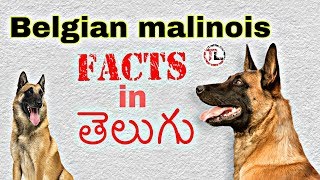 Belgian malinois Dog Facts in Telugu  Taju logics [upl. by Amled]