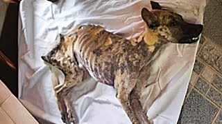 Abandoned dog hit by a car twice left with a slashed stomach now fighting polio and kidney issues [upl. by Livvie]