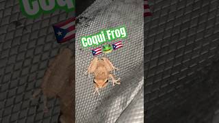 He kept me up all night coqui animals frog frogs shorts [upl. by Asilanna]