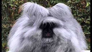 English Angora Rabbits [upl. by Alidis]