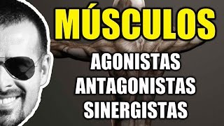 Músculos Agonistas Antagonistas e Sinergistas  Sistema Muscular  Cinesiologia  VideoAula 095 [upl. by Atoiyanap]