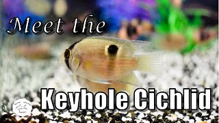 Meet the Keyhole Cichlid  Species Profile [upl. by Arahc287]