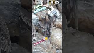 Los Pájaros Gallinazos etc Se pelean por la Comida  Puerto Anconcito LuiggiC27 [upl. by Ynafetse]