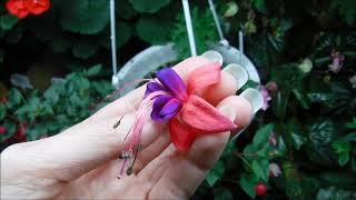 How to grow fuchsia plants indoors [upl. by Eeniffar]