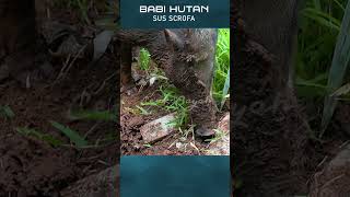 Babi Hutan lambang kekayaan shorts [upl. by Yenruoj406]