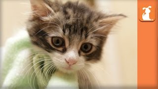 Rescue Kitten With Manx Syndrome Needs Home [upl. by Ahsienyt]