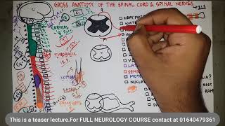 Gross Anatomy of the Spinal Cord and Spinal Nerves  NEUROLOGY  Bangla [upl. by Niran]