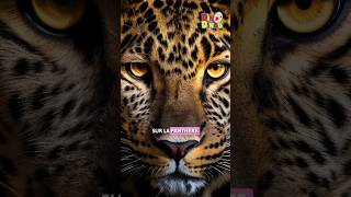 Savaistu 5  3 informations incroyables sur la panthere top3 leopard lesavaistu lesaviezvous [upl. by Doughman]