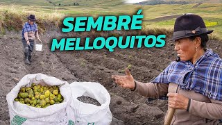 SEMBRÉ MELLOCOS en mis PÁRAMOS  Doña Empera [upl. by Cirre]