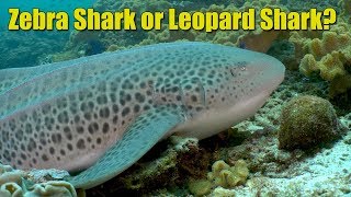 Zebra Sharks  SHARK ACADEMY [upl. by Sidran]