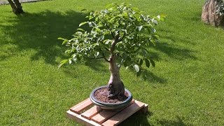 Walnut Bonsai  Juglans Regia  Impossible tree [upl. by Lynnett]